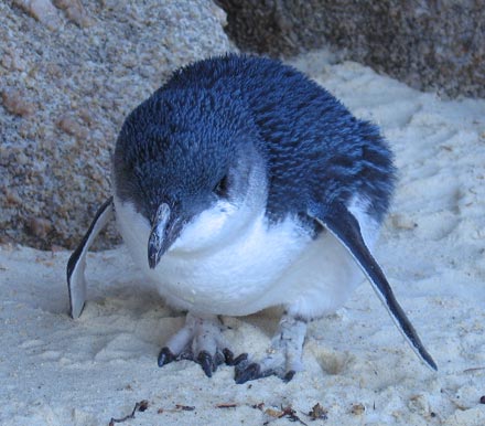 Blue Penguin