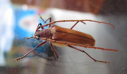 Thirsty Weta